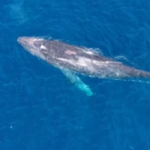 Hawaii: balena impigliata in un cavo di oltre 600 metri al largo della costa
