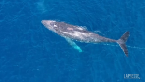 Hawaii: balena impigliata in un cavo di oltre 600 metri al largo della costa