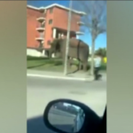 Foggia, elefante a spasso per la città: il video diventa virale