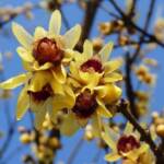 Tutto l’affetto del Calycanthus