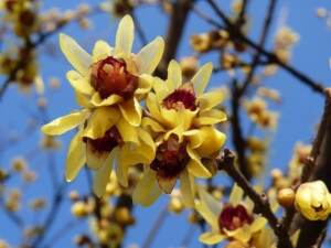 TUTTO L’AFFETTO DEL CALYCANTHUS