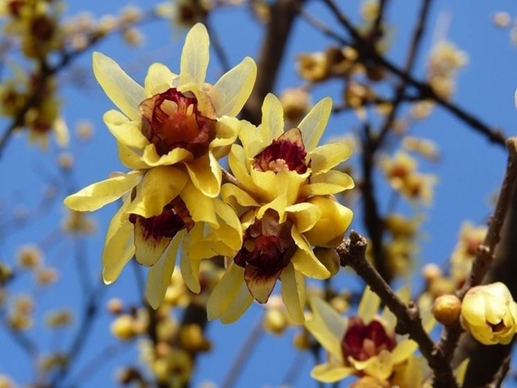 Tutto l’affetto del Calycanthus