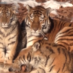 Russia, un allevamento mostra due cuccioli di tigre siberiana