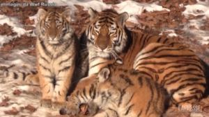 Russia, un allevamento mostra due cuccioli di tigre siberiana