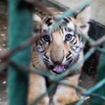 Ambiente, Wwf: “Agire con urgenza per aumentare numero tigri”