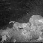 Russia, immortalato un rarissimo leopardo dell’Estremo Oriente