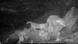 Russia, immortalato un rarissimo leopardo dell’Estremo Oriente