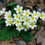 La primula che sa di primavera