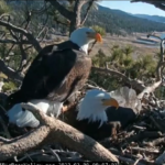 California: coppia di aquile si prende cura di due uova, le straordinario video che mostra la covata