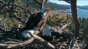 California: coppia di aquile si prende cura di due uova, le straordinario video che mostra la covata