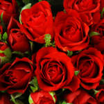 Il significato di un fiore per San Valentino