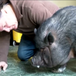 La battaglia di un americano per tenersi il suo maiale domestico: “E’ la mia famiglia”