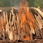 India, bruciate duecento tonnellate di marijuana sequestrata