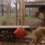 Londra, anche i leoni festeggiano San Valentino