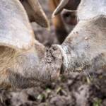 Peste suina: via libera del Cdm al decreto