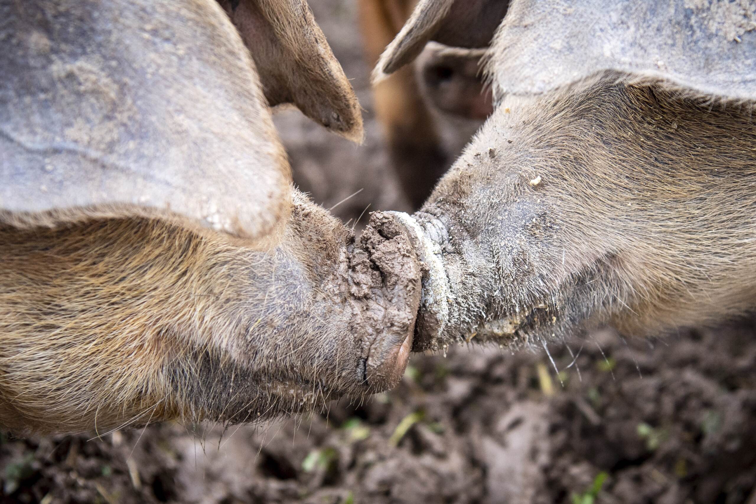 Peste suina: via libera del Cdm al decreto