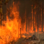 Incendi Argentina, anche i caimani cercano riparo dalle fiamme