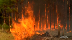 Incendi Argentina, anche i caimani cercano riparo dalle fiamme