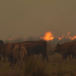 Emergenza incendi in Argentina: brucia da giorni la provincia di Corrientes