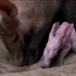 Il cucciolo di oritteropo si chiama ‘Dobby’ come l’elfo di Harry Potter: lunghe orecchie a punta