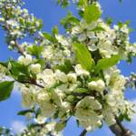 Rivestirsi di foglie festeggiando la primavera