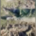 Kiev, uccisi oltre mille soldati russi: in un video i nemici caduti