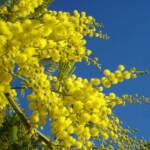 Mimosa, una carezza gialla e profumata