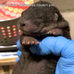Usa, allo zoo di Milwaukee sono nati tre cuccioli di lontra