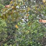 Ambiente: Wwf, un milione di specie rischiano l’estinzione