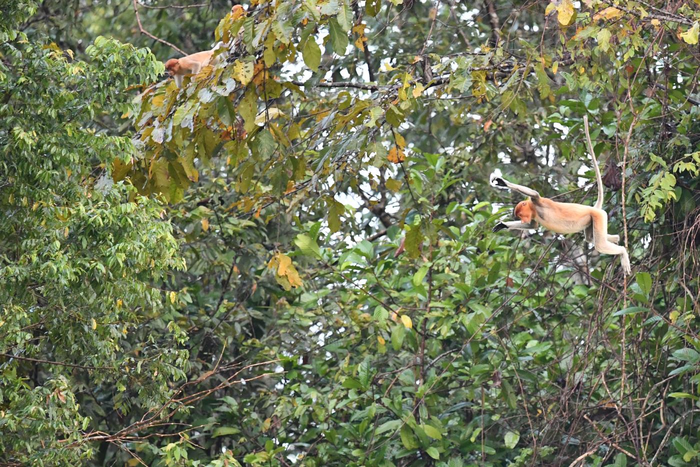 Ambiente: Wwf, un milione di specie rischiano l’estinzione