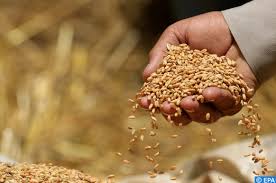 Ukraine : reprise des exportations de céréales, le G7 déterminé à aider davantage