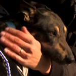 Ucraina: rifugio per animali allestito al confine con la Polonia