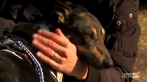 Ucraina: rifugio per animali allestito al confine con la Polonia