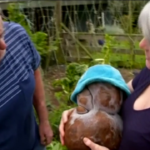 Nuova Zelanda, la patata gigante da Guinness non è una patata