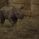 Ucraina, allo zoo nasce un cucciolo di rinoceronte: si chiama Kiev