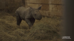 Ucraina, allo zoo nasce un cucciolo di rinoceronte: si chiama Kiev