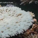 Australia: Grande Barriera Corallina colpita da grave sbiancamento
