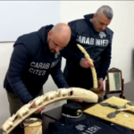 Parma: maxi-sequestro di 172 oggetti in avorio a Mercanteinfiera, valgono oltre 200mila euro