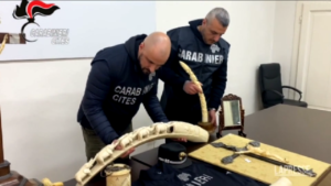 Parma: maxi-sequestro di 172 oggetti in avorio a Mercanteinfiera, valgono oltre 200mila euro