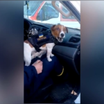 Pallottola, il jack russel anti-ordigni che aiuta gli artificieri in Ucraina