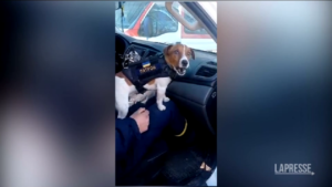 Pallottola, il jack russel anti-ordigni che aiuta gli artificieri in Ucraina