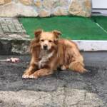 Condannato per uccisione di animale l’uomo responsabile della morte di Biondo, il cane investito a Lecce nel 2019