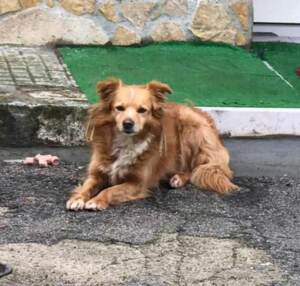 Condannato per uccisione di animale l’uomo responsabile della morte di Biondo, il cane investito a Lecce nel 2019