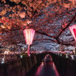 Si scrive ciliegio, si legge hanami