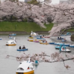 Tokyo, ciliegi in fiore: lo spettacolo dei ‘sakura’