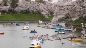 Tokyo, ciliegi in fiore: lo spettacolo dei ‘sakura’