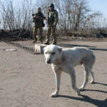 Ucraina, i profughi e gli animali ‘di casa’. L’emergenza parallela nel dramma dell’esodo