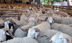 Maroc/fête du sacrifice:  3 millions d’ovins et de caprins identifiés, le cheptel en bonne santé 