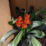 Lady Clivia