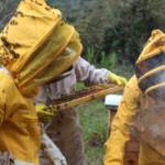 Ambiente: nuovo progetto permette di adottare alveari a distanza